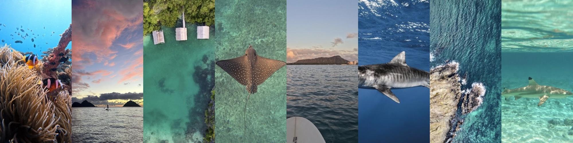 A strip of Stephanie's own ocean photographs: reef fish, sharks, rays and Oʻahu coastline